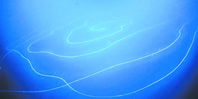 深海发现最长动物全长达到47米 新浪科技 新浪网