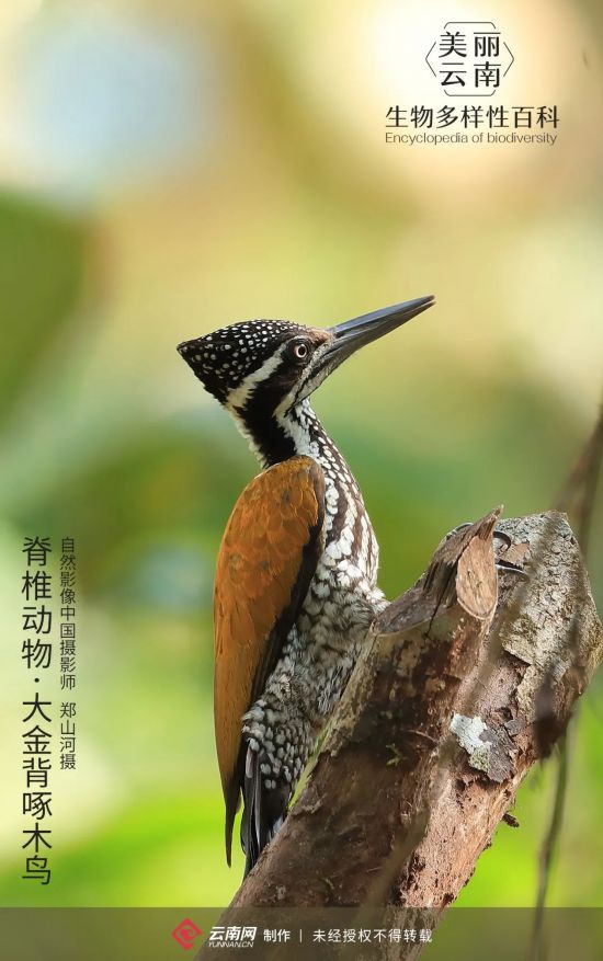 脊椎动物·大金背啄木鸟:天生秀恩爱狂魔