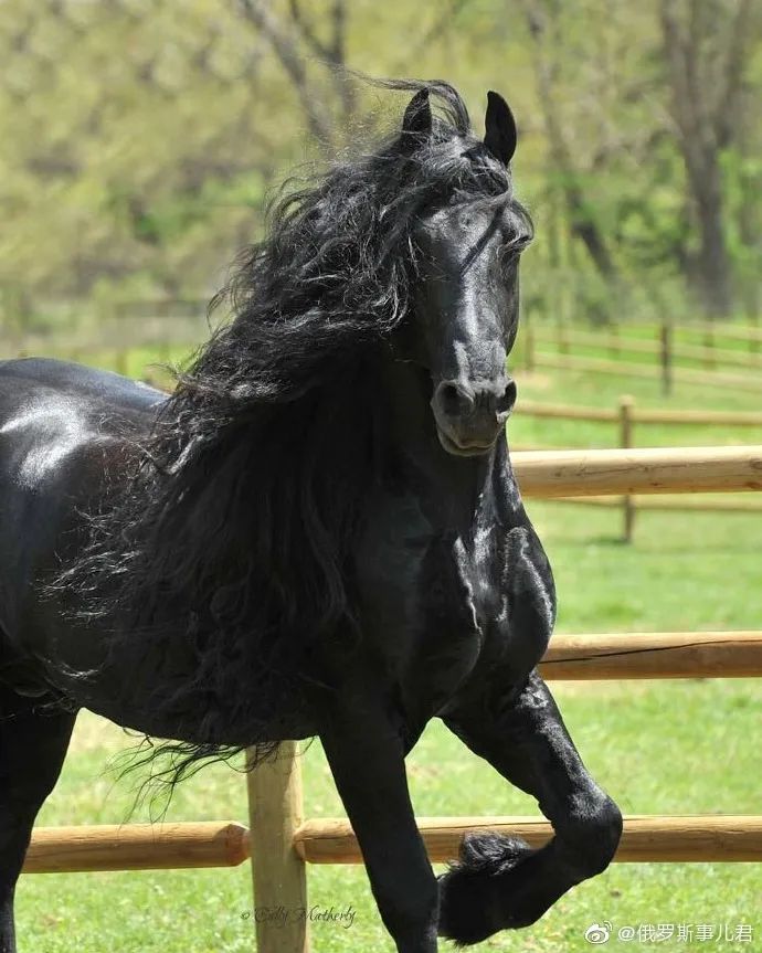 好俊逸的一匹黑马!我的天,恋爱的感觉!|黑马|恋爱_新浪新闻