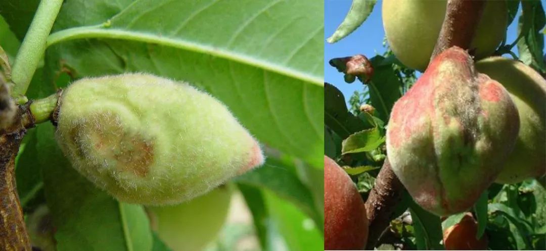 桃树缩叶病已进入高发期