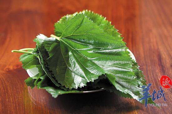 大叶良种桑百丈桑叶卷桑叶扎(内有玉米,鹅肝和豆角)桑叶蒸鸡"百丈园"