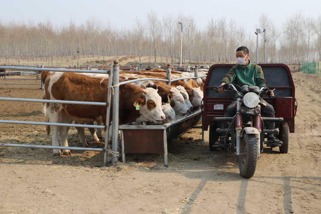 吴忠国的日子"牛气"了经济日报 2020-04-23 07:02:30