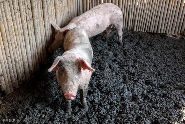 猪粪中168种臭味化合物严重污染环境三步解决