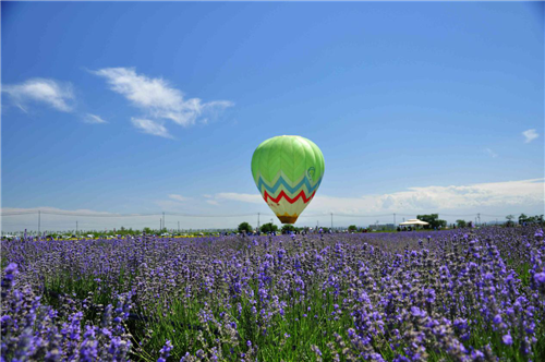 新疆兵团第十二师亚心花海主题乐园5月1日开园