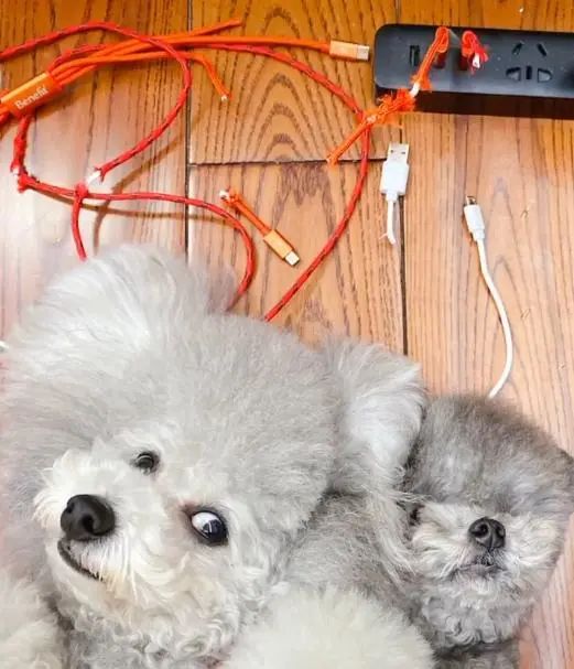 狗狗咬烂数据线,主人惩罚的方式太狠了!