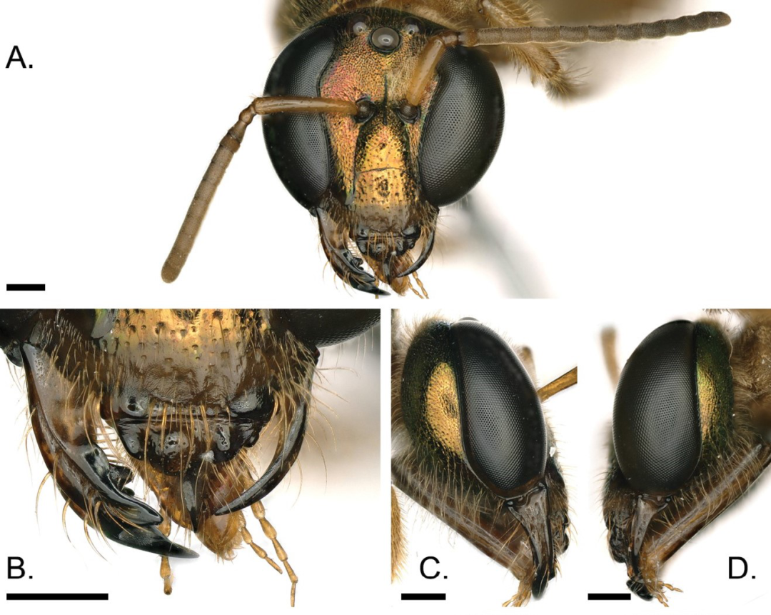 一只雌雄嵌合体蜜蜂会过着怎样的生活