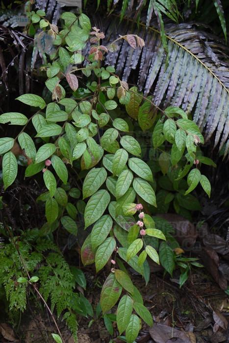 叶外用治生漆过敏,水田皮炎,皮肤搔痒,湿疹