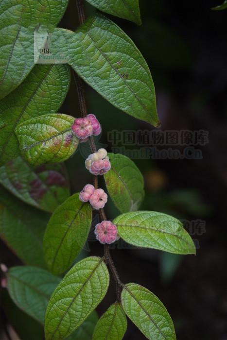 漆大姑,见过吗?叶外用治生漆过敏,水田皮炎,皮肤搔痒,湿疹