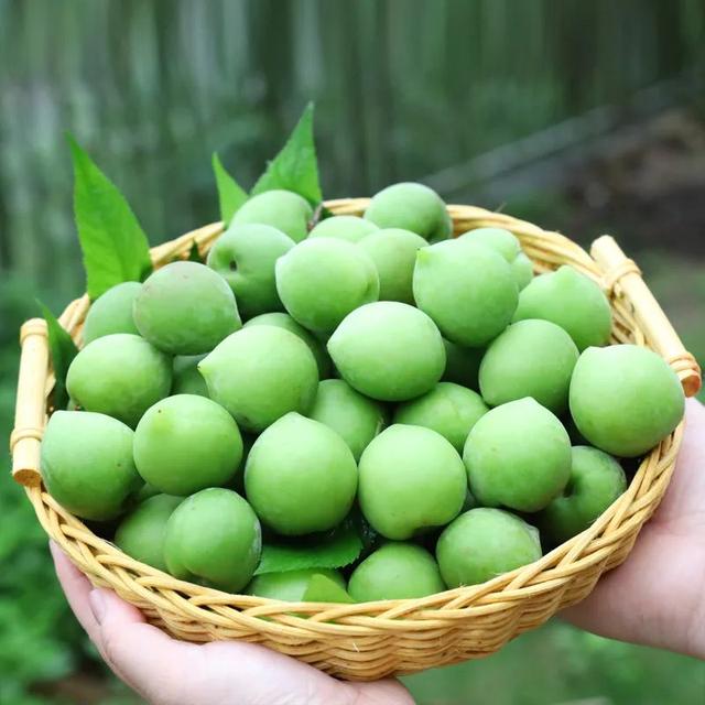 鲜货叶间梅子青如豆用它酿酒正当时
