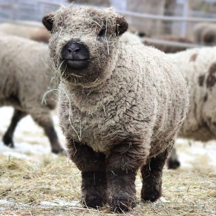 傻可爱傻可爱的小卷毛们!羊羊太沙雕了!