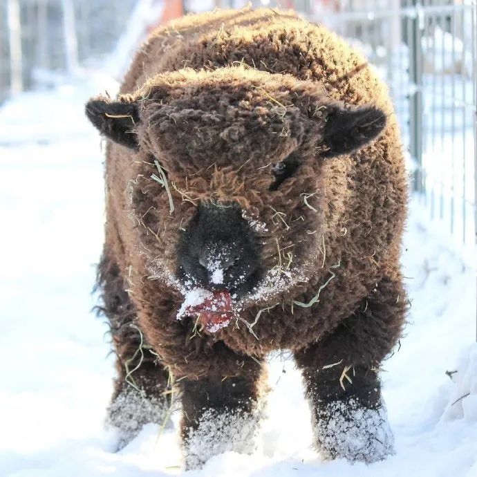 傻可爱傻可爱的小卷毛们!羊羊太沙雕了!
