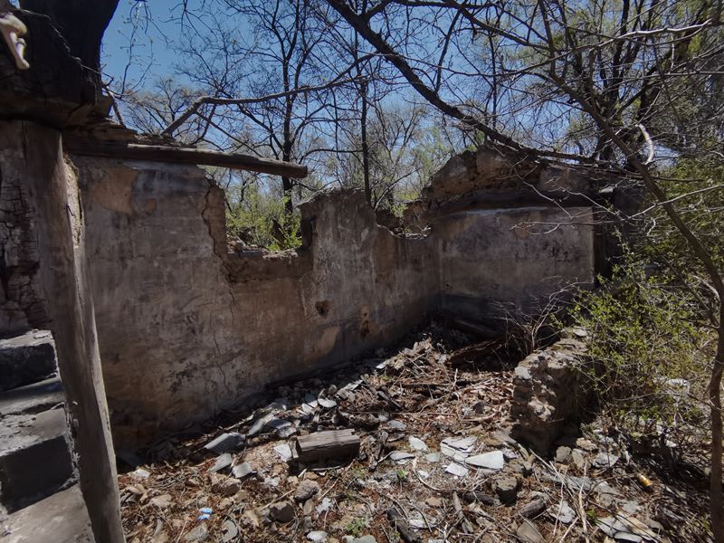 深山荒村荒芜的村庄里枯树刚发出新芽