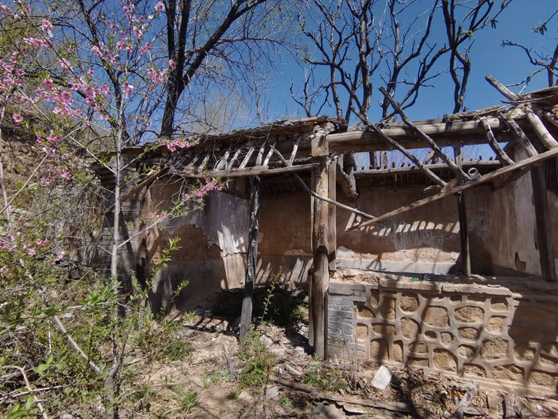 深山荒村荒芜的村庄里枯树刚发出新芽