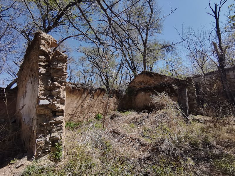 深山荒村荒芜的村庄里枯树刚发出新芽