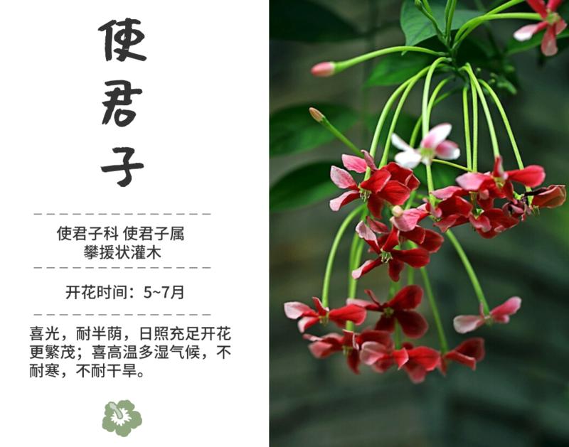 垂花水塔花花语图片