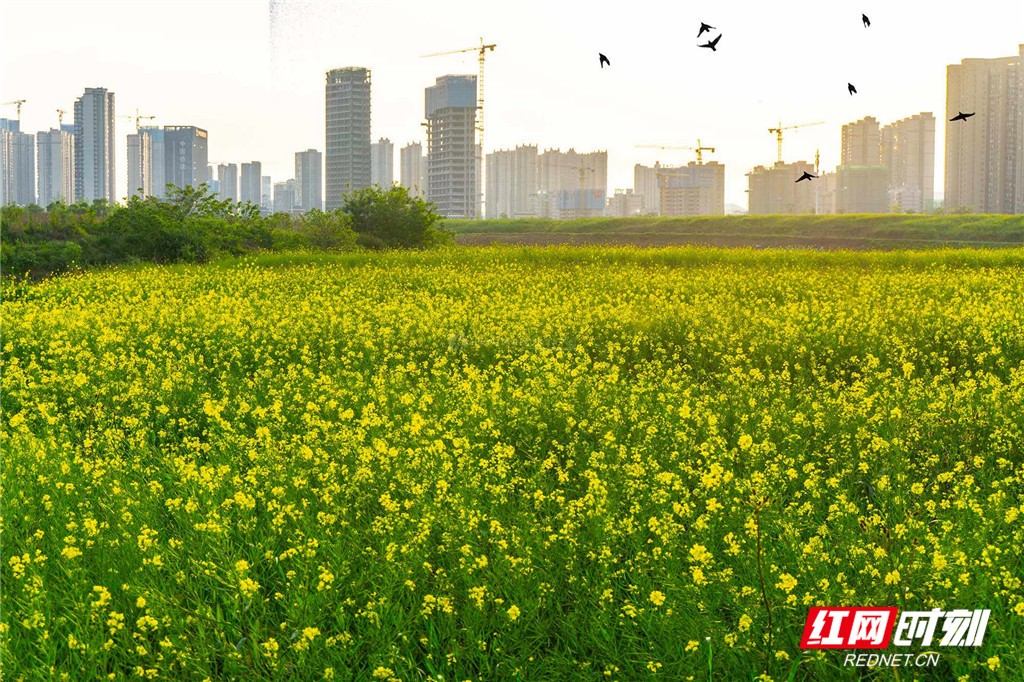 洋湖体育公园油菜花图片