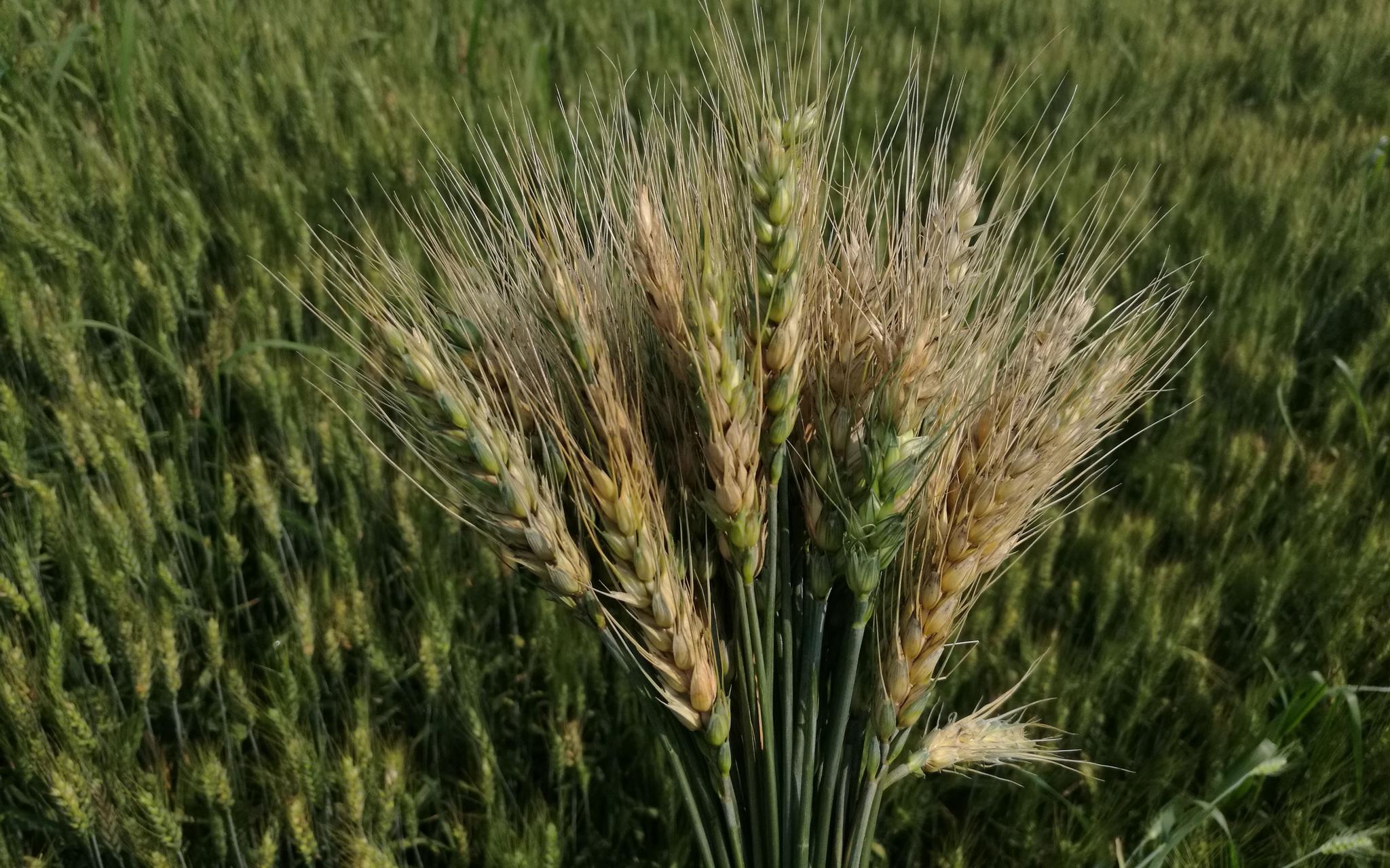 赤霉病是小麦最主要的病害之一。受访者供图