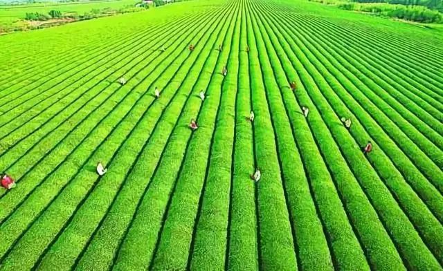 二,持续推进农业绿色发展