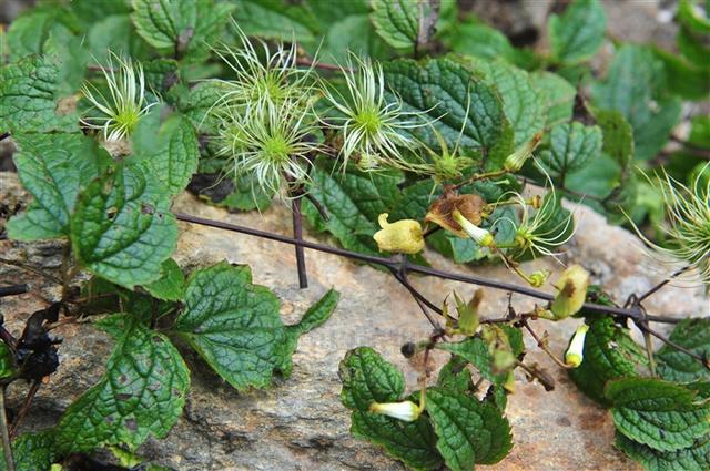 毛木通,见过吗?消炎,止痛.主治扁桃体炎,咽喉炎