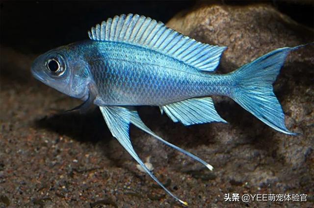 蓝帝提灯鱼,喜欢抢地盘的坦湖慈鲷,水族圈里少见