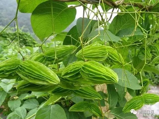 宁洱"小苦瓜"翅果藤:素炒清香可口 凉拌酸辣开胃