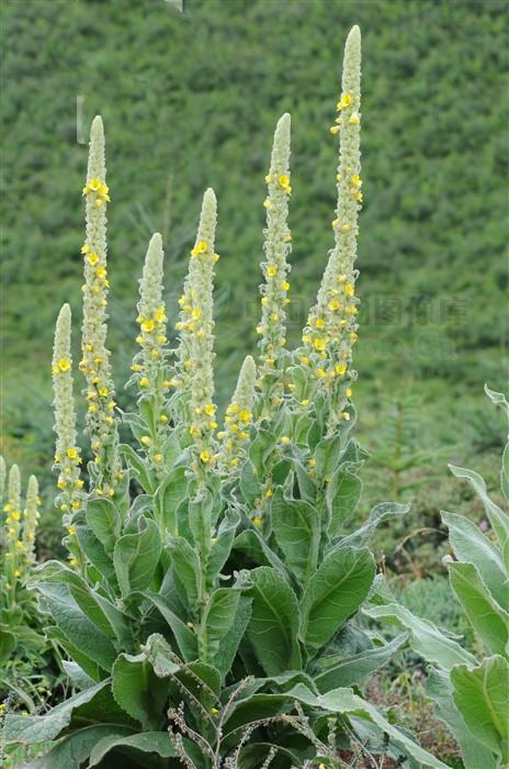 毛蕊花,见过吗?清热解毒,止血.用于肺炎,阑尾炎,创伤出血