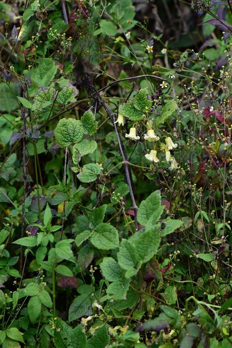 毛木通,见过吗?消炎,止痛.主治扁桃体炎,咽喉炎