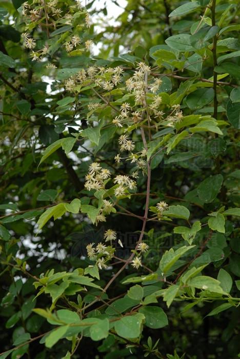 毛木通,见过吗?消炎,止痛.主治扁桃体炎,咽喉炎