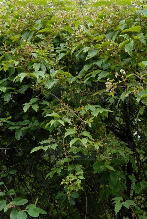 毛木通,见过吗?消炎,止痛.主治扁桃体炎,咽喉炎