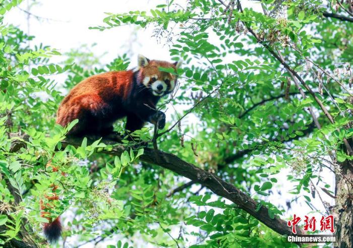  4月22日，小熊猫爬到室外的树上活动。 中新社记者 张畅 摄