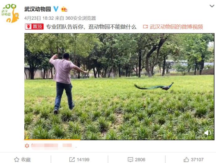  23日，武汉动物园微博发布《专业团队告诉你，逛动物园不能做什么》视频，提示游客文明游园。