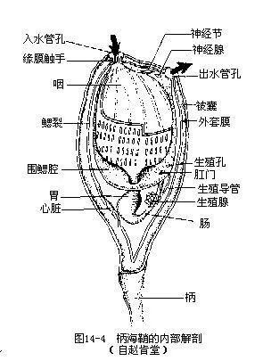 通过柄海鞘的结构来看下两个孔洞的位置.