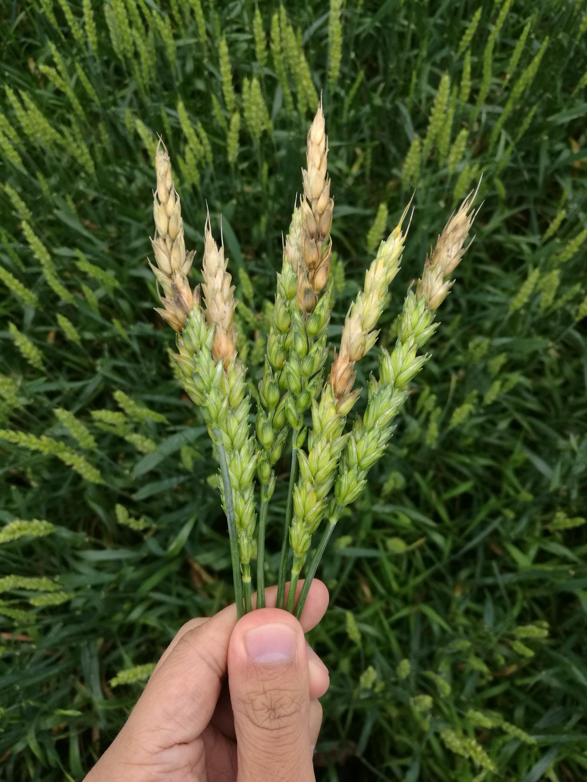 得了赤霉病的小麦.受访者供图