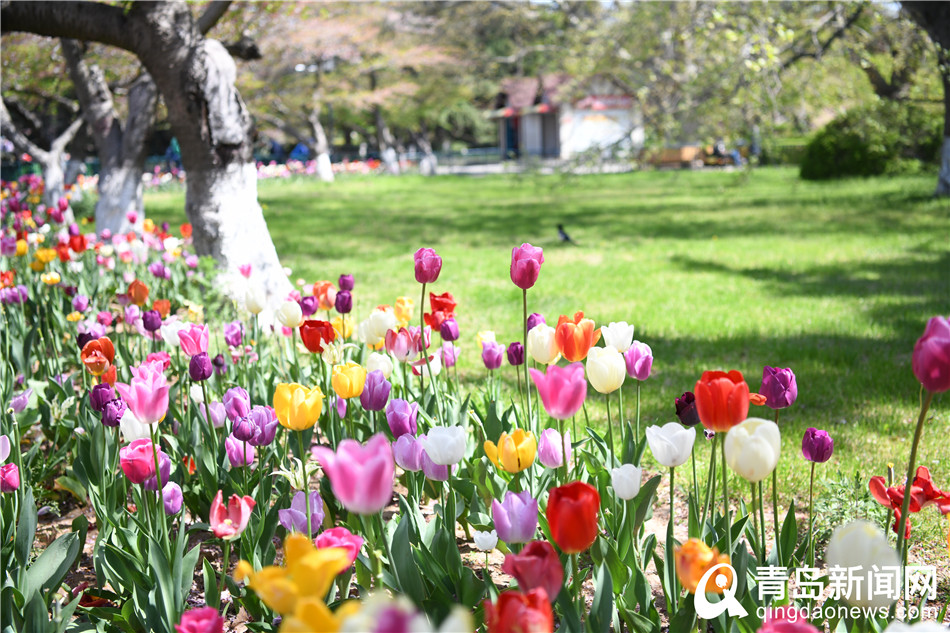 满园春色"醉"游人 青岛中山公园百花齐放"舞"春姿