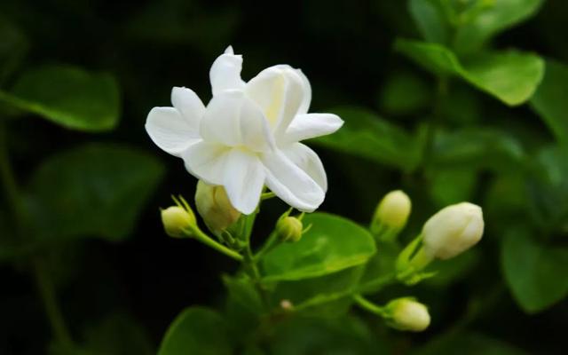 25日开始!20万株茉莉花苗,福州市民免费领!为幸福城市添香