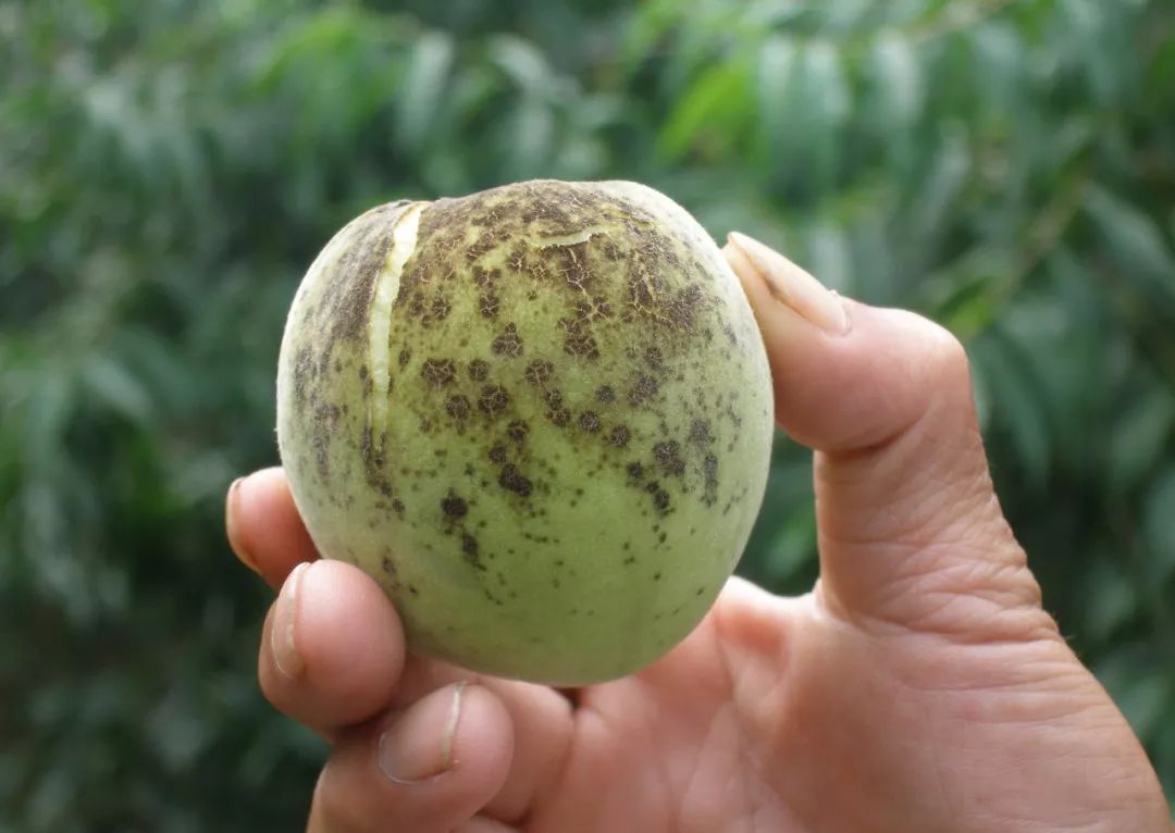 桃树病虫害梳理——病害篇