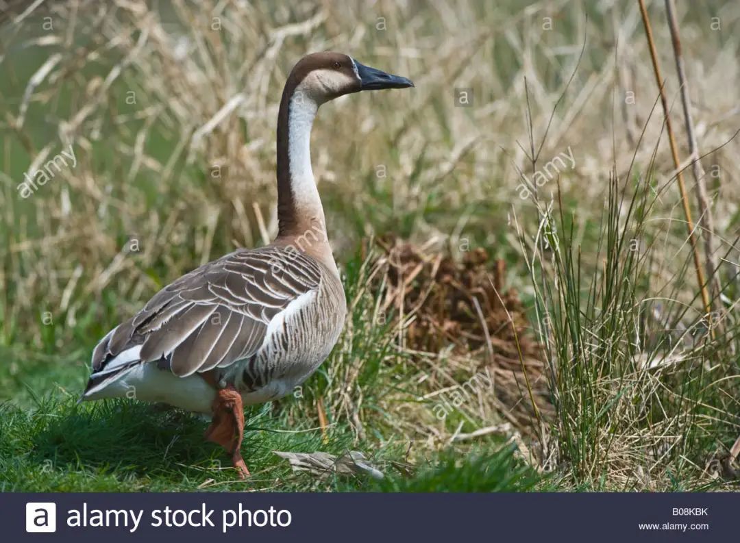 毒杀,偷蛋,盗猎……中国雁鸭怎么这样了?