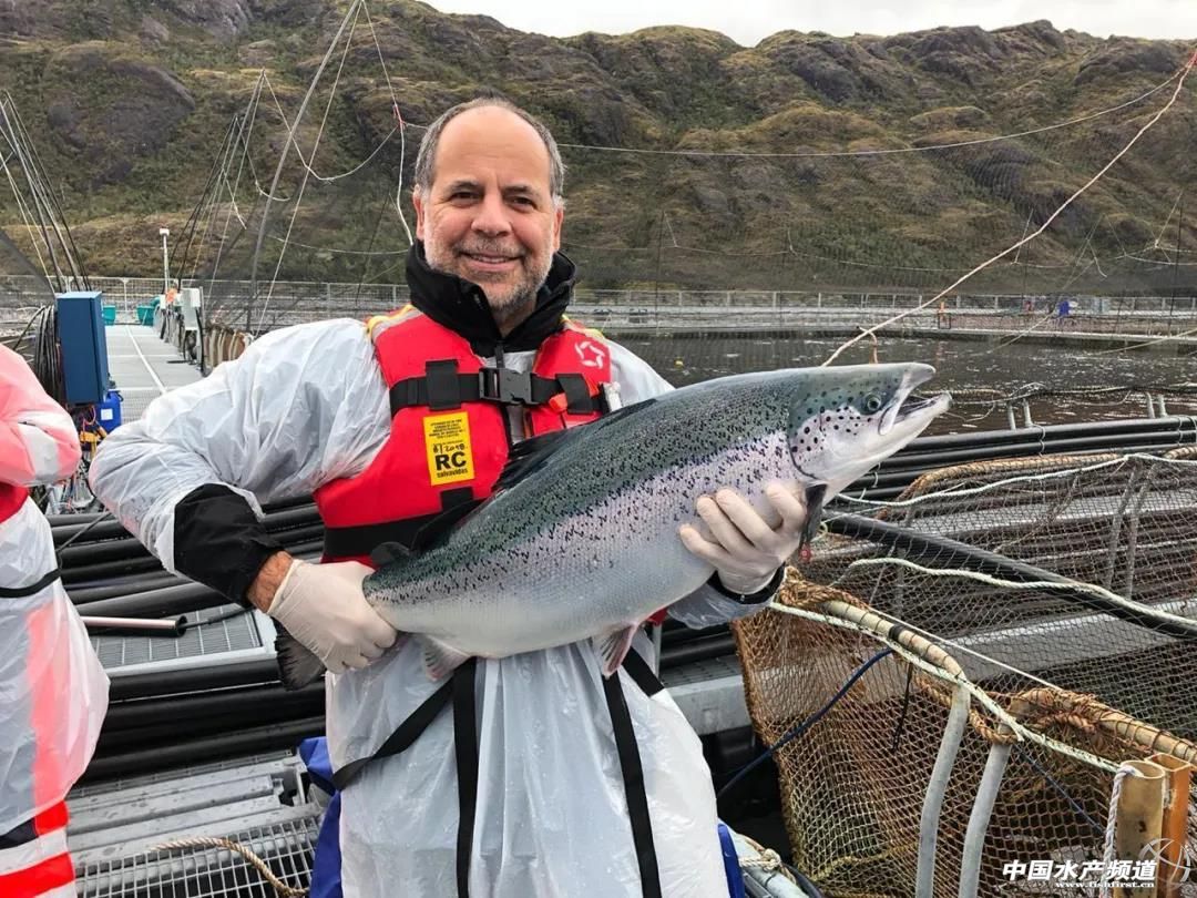 智利三文鱼最大单体生产商麦迪公布2020在华重大系列决策!