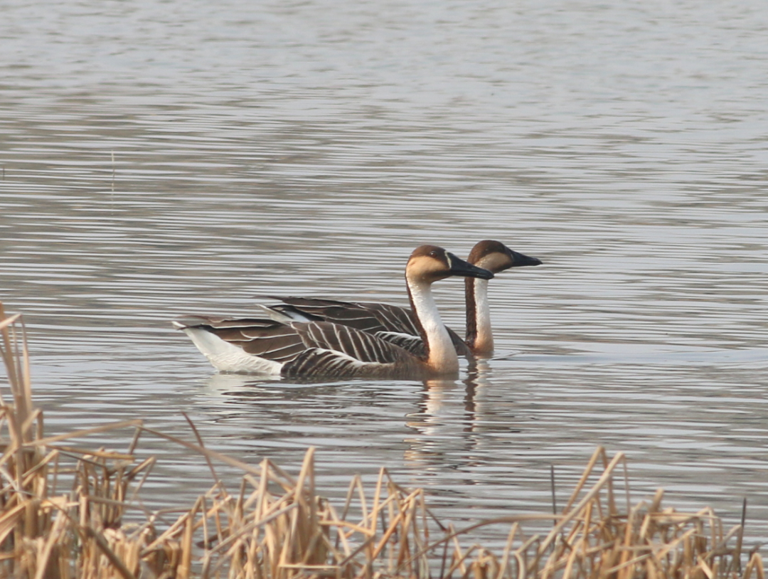 毒杀,偷蛋,盗猎……中国雁鸭怎么这样了?