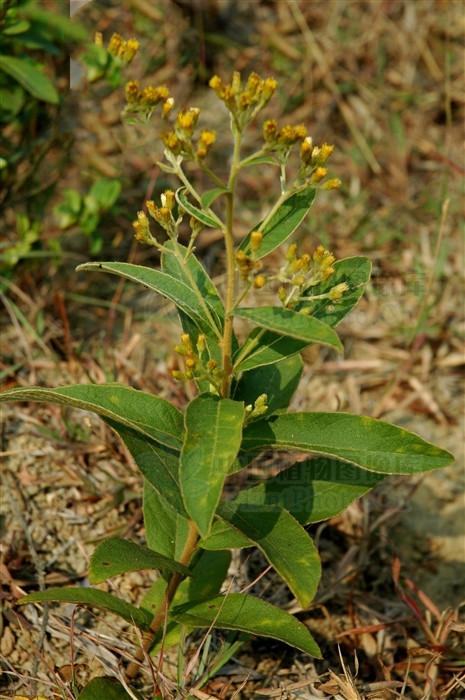 毛毡草见过吗清热解毒内治肠炎腹泻外用治毒蛇咬伤