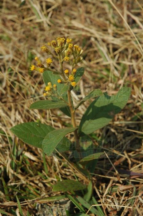 毛毡草见过吗清热解毒内治肠炎腹泻外用治毒蛇咬伤