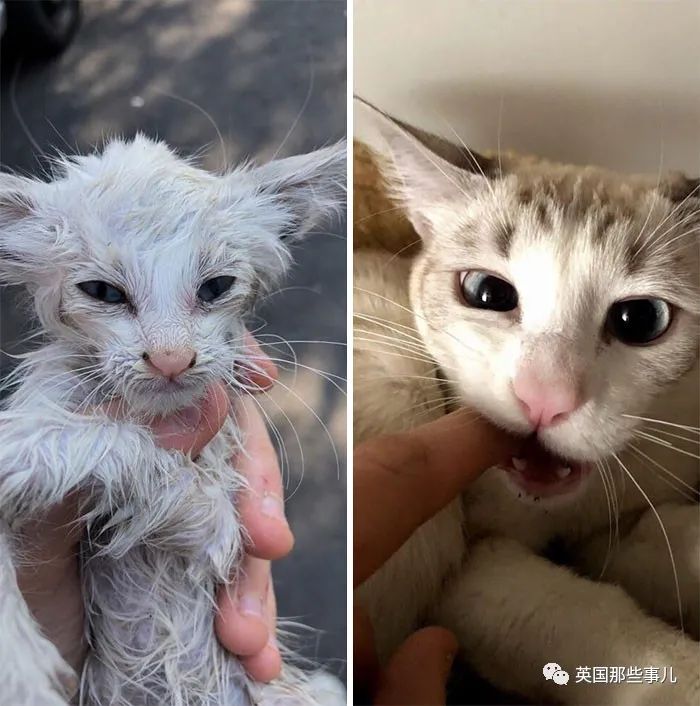 猫咪收养前后的对比图,从小可怜变大可爱,眼神中满满都是爱
