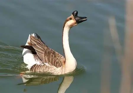 除了白色的大鹅,还有毛色和鸿雁一样的家鹅.