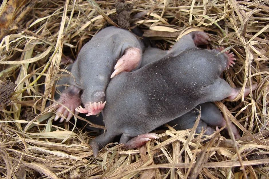 但它们的关系还是差得挺远的:鼹鼠属于哺乳纲,劳亚兽总目,鼩(qú)形目