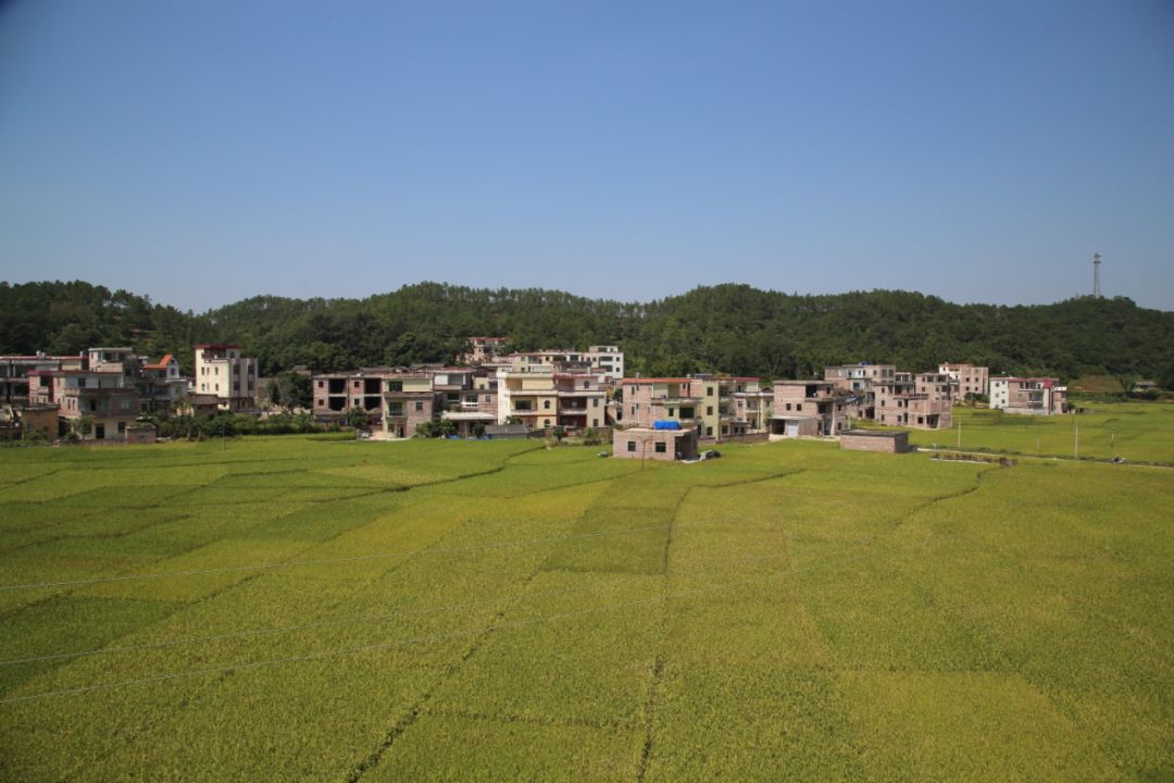 诗洞镇的稻田