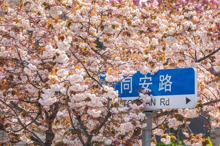 青岛这个"小镇"的樱花开启怒放模式