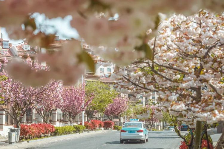 青岛这个"小镇"的樱花开启怒放模式