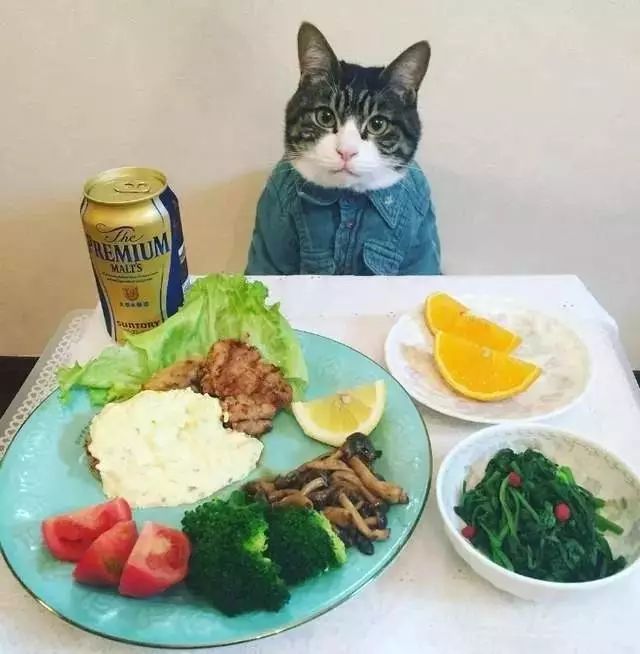 这只猫吃过的西餐,比我还多,气人