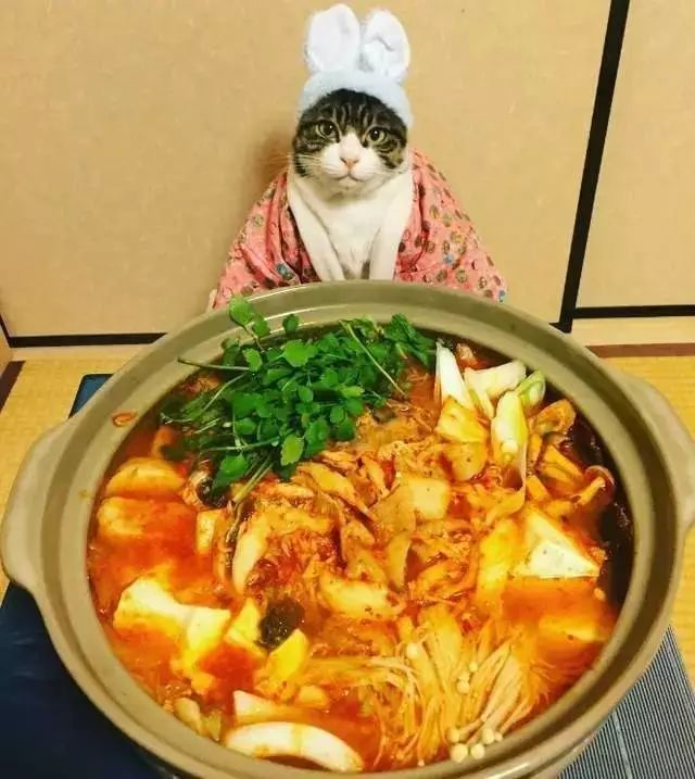 这只猫吃过的西餐,比我还多,气人