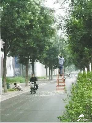 有人拖家带口马路边摘槐花！济南城管呼吁：不要随意攀折花草树木